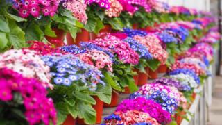 Spring flowers at Duthie Park Winter Gardens
