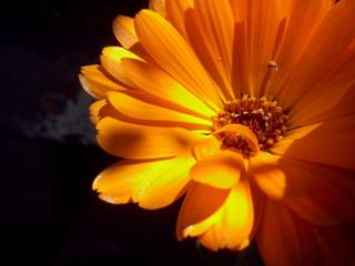 Flor