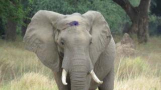 Eléphant