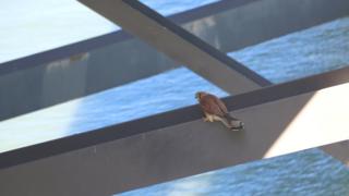 Kestrel