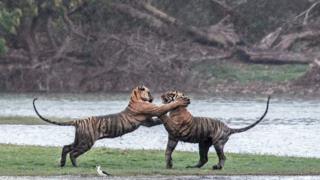 সংরক্ষিত বনাঞ্চলেই বাঘের সংখ্যা বেশি।