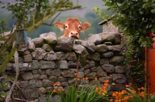 A cow looking over a wall