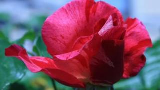 গোলাপের রং ও গন্ধের রহস্য উন্মোচন