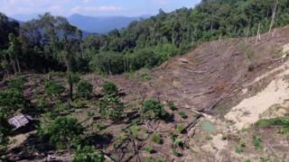 deforestasi