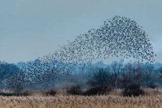 A starling murmuration at RSPB Otmoor