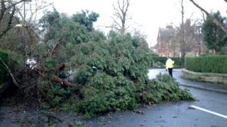 Tree blown onto road of a residential street