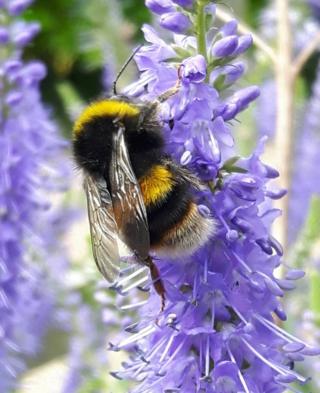 Bee on a purple flower