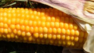 Sweet corn