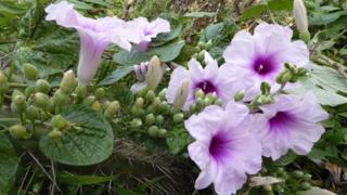 Ipomoea prolifera