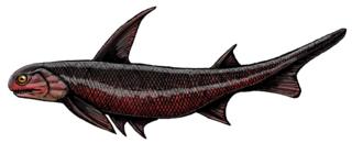 Machaeracanthus sp