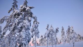 Norwegian fir