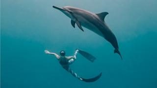 A snorkeler and dolphin