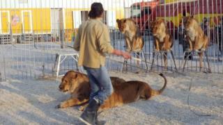 Un cirque avec un lion fait pour exécuter des tours