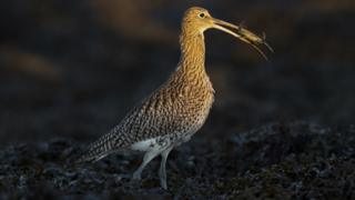 Curlew