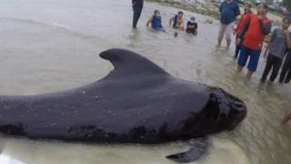 Pilot whale off Thailand