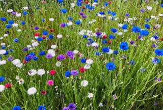 Wild flowers