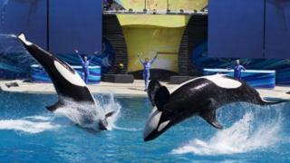 Trainers work with Orca killer whales during a show at the animal theme park SeaWorld in San Diego, California (19 March 2014)