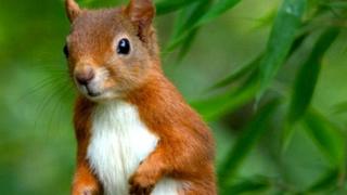 squirrel