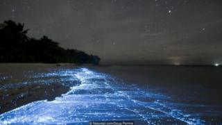 Dinoflagellata mengeluarkan cahaya biru saat terganggu, seperti yang terjadi di pantai di Pulau Vaadhoo di Maladewa.