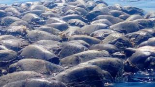 Tartarugas mortas no México