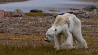 Голодный белый медведь на севере Канады