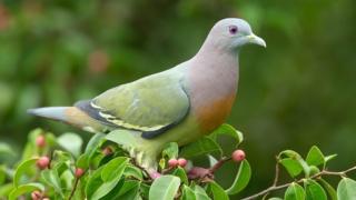 pink-necked-green-pigeon.