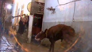 Worker shown in video clip still about to club a cow over the head with a sledgehammer