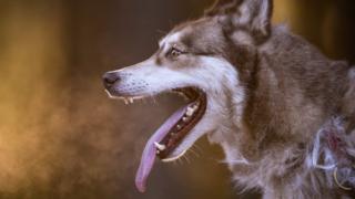 Sled dog