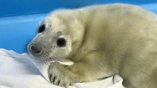 Baby grey seal