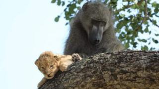 Nyani akimlinda mwaka wa simba