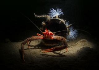 A long clawed squat lobster poses outside his home made from a piece of plastic pipe while sea loch anemones decorate the entrance.