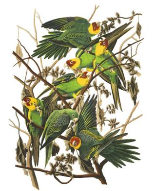 Carolina parakeets