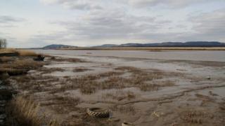 Tay shoreline near Newburgh