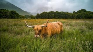 cow
