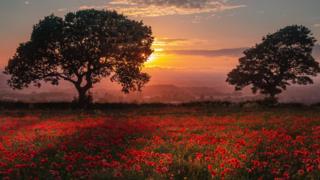 Sunset poppies