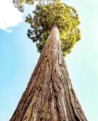 Looking up at a tree