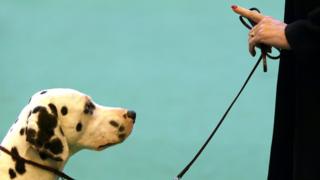 Köpek