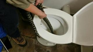 Профессиональный дрессировщик змей вытаскивает змею из туалета