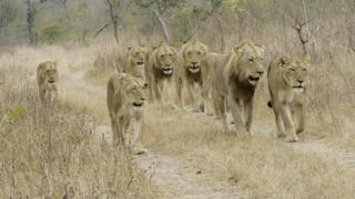 Zimwe mu ntare zo muri Pariki ya Kruger