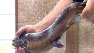 Salmon at hatchery