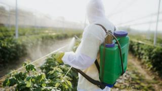 Homem aplicando agrotóxico em planta