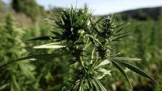 Cannabis plant