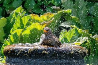 A blackbird in water