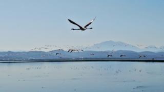 "It's time for love," an environmental expert said about flamingos arriving in Albania to mate