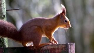 squirrel