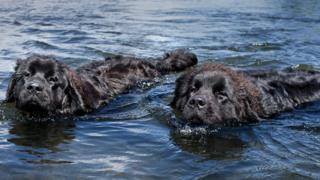Two Newfoundland dogs in the sea