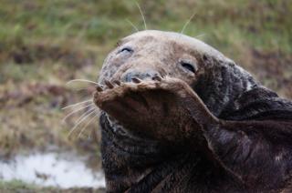Grey seal