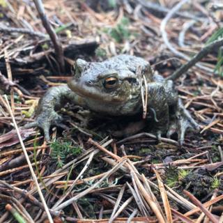 Jill Sutherland, from Dallas in Moray, found this creature as she walked in the woods