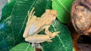 Hispaniolan common tree frog