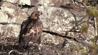 Golden eagle